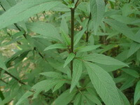 growing plants of Eupatorium fortunei Turcz. with green leaves