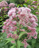 flowering plants of Eupatorium fortunei Turcz. with pinkish flower spikes