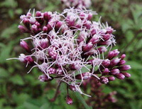 a pink purple flower spike of Eupatorium fortunei Turcz. with many florets