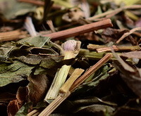 dried herb segments of Fortune Eupatorium Herb
