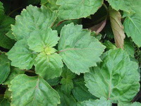 growing plants of Pogostemon cablin Blanco Benth. with green leaves