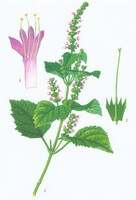 a colorful drawing of Pogostemon cablin Blanco Benth.,green plant and pinkish flowers