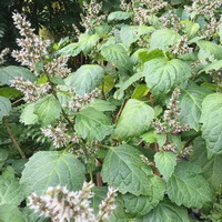 flowering plants of Pogostemon cablin Blanco Benth.