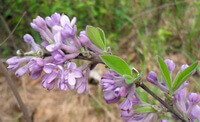 flower budes grow on branches of Daphne genkwa sieb.et Zucc.