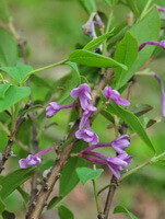 flowering plant of Daphne genkwa sieb.et Zucc. with small pink flowers growing on branch