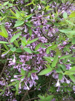 flowering plants of Daphne genkwa sieb.et Zucc. with many pink flowers