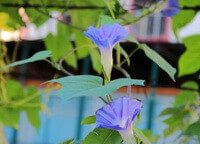 growing plant of Pharbitis nil L.Choisy with blue flowers