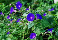 plants of Pharbitis purpurea L.Voigt. with many blue flowers grow in a field