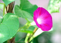 growing plant of Pharbitis purpurea L.Voigt. with a small pink flower