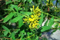 flowering plants of Wikstroemia chamaedaphne Meissn with small yellow flowers grow in sunny field