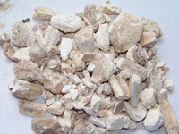 Concha Margaritifera Usta
