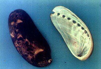 shellfish shells of Haliotis asinina Linnaeus.