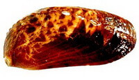 a brownish shellfish of Haliotis asinina Linnaeus.