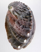 a shellfish of Haliotis discus hannai Ino.