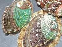 several shellfishes of Haliotis discus hannai Ino.