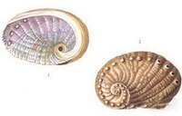a colorful drawing of Haliotis diversicolor Reeve