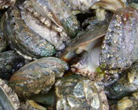 many shellfishes of Haliotis diversicolor Reeve are piled together.