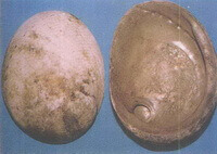 two shells of Haliotis laevigata Donovan.