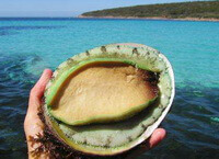 a shellfish of Haliotis ruber Leach.