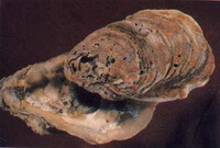two shellfishes of Ostrea rivularis Gould