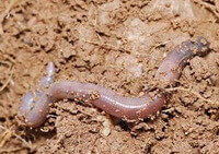 an earthworm of Pheretima aspergillum E.Perrier is crawling on the ground surface