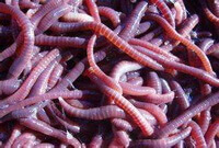 many earthworms of Pheretima pectinifera Michaelsen are crawling together.