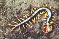 an insect of Scolopendra subspinipes mutilans L. Koch. crawls on ground