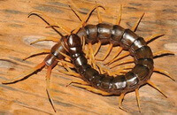 an insect of Scolopendra subspinipes mutilans L. Koch. shrink its body to Q shape