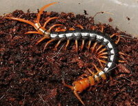 an insect of Scolopendra subspinipes mutidens Newport crawls on soil in a pot.