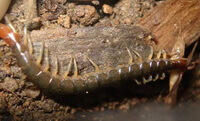 an insect of Scolopendra subspinipes mutidens Newport crawls on bark.