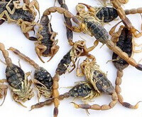several dried herb insects of Scorpion