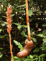 flowering plant of Gastrodia elata Bl and  brownish fresh rhizome,spikes