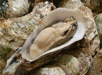 several shellfishes of Ostrea rivularis Gould are piled together,with one shellfish is opened.