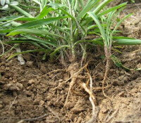 several shrubs with green leaves and roots of Bupleurum chinense DC