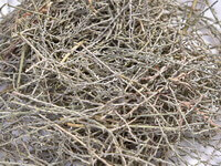 Chinese Tamarisk Twig