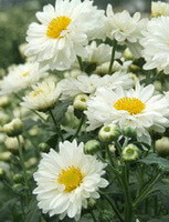 flowering plants of Chrysanthemum morifolium Ramat with white flowers