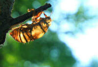 Cicada Slough