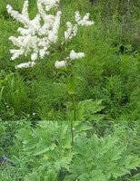a flowering plant of Cimicifuga dahurica Turcz.Maxim.,with white flower spikes