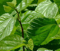 growing leaves and twig of mulberry tree