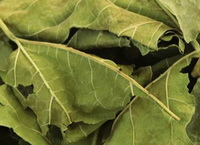 green dried mulberry leaf herbs