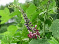 flowering plant Pueraria lobata Willd. Ohwi, green leaves with purple flower and spike
