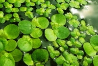 plants of Spirodela polyrrhiza L.Schneid growing in pond water