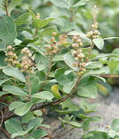a cluster of flowering plants of Vitex trifolia L.