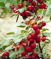 fruiting branch of Prunus humilis Bge with many red fruits growing on branch,and many green leaves