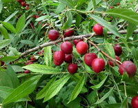 fruiting tree of Prunus japonica Thunb with red fruits growing on branches,and green leaves