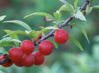 several red berries of Prunus japonica Thunb and green leaves grow on small branch