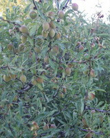 many green unmature fruits of Prunus pedunculata Maxim grow on branches
