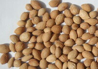 brownish seeds of Prunus pedunculata Maxim are piled together
