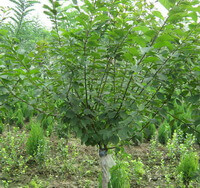 a tree of Prunus triloba Lindl grows in field with other trees