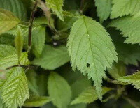 many green leaves of Prunus triloba Lindl grow on branch